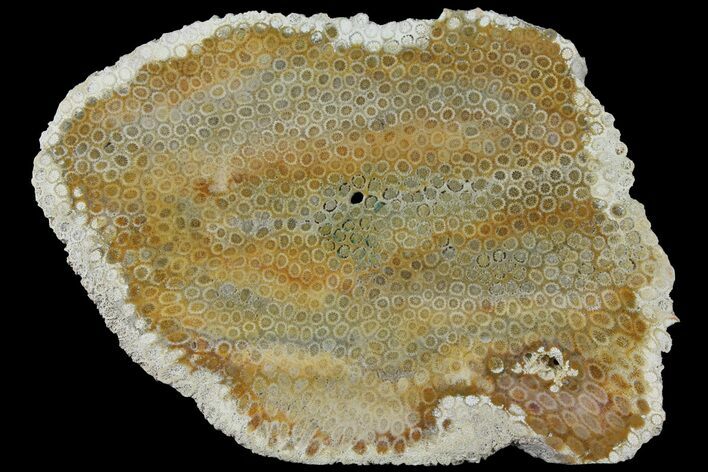 8.5" Polished, Fossil Coral Slab - Indonesia